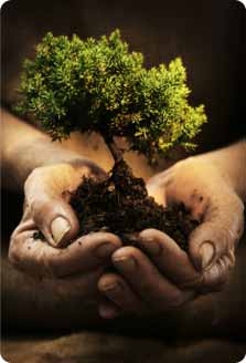 Image of seedling in hands